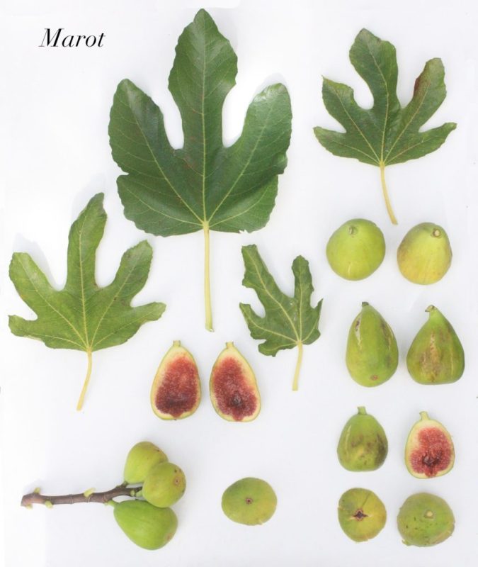 小果迷-种植爱好者交流互动平台