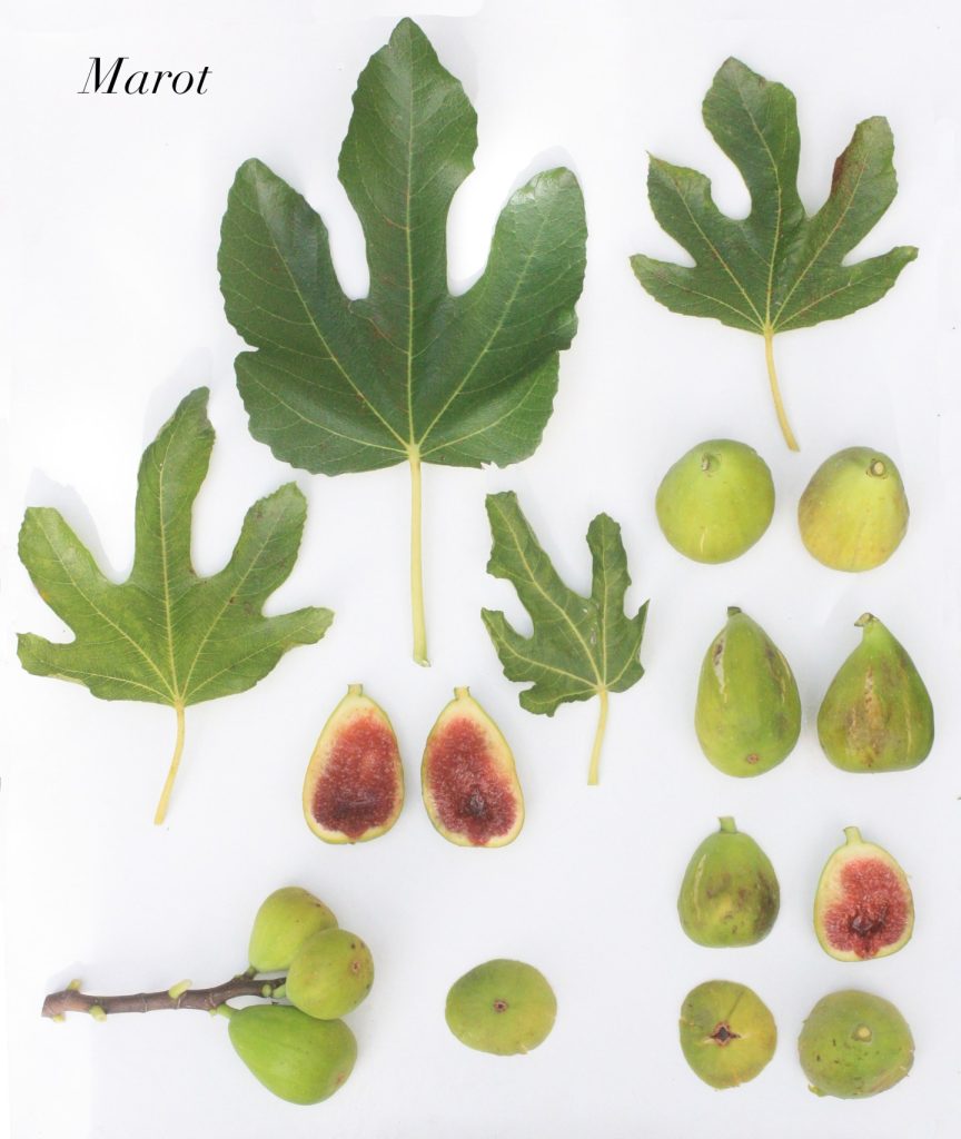 小果迷-种植爱好者交流互动平台