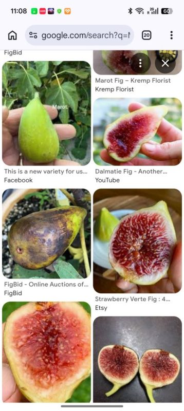 马洛特/马罗特  Marot  Fdm(成熙家精品无花果)-小果迷