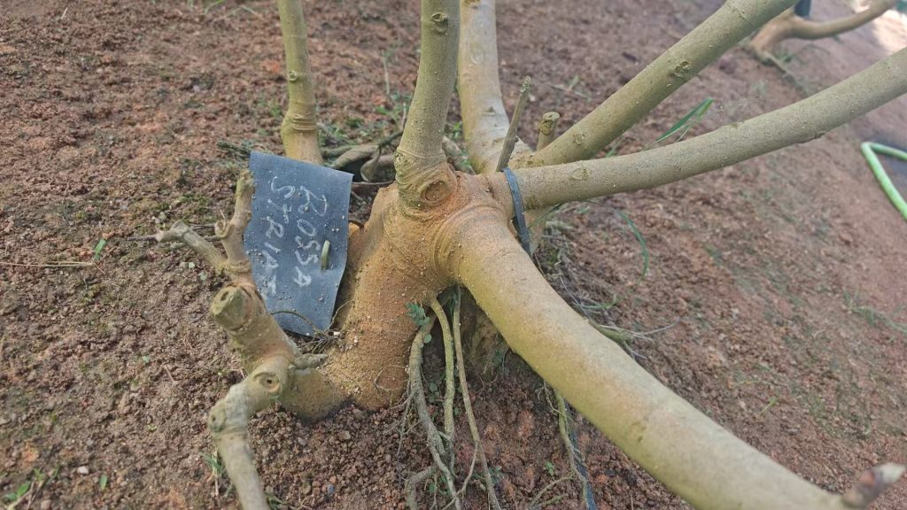 小果迷-种植爱好者交流互动平台