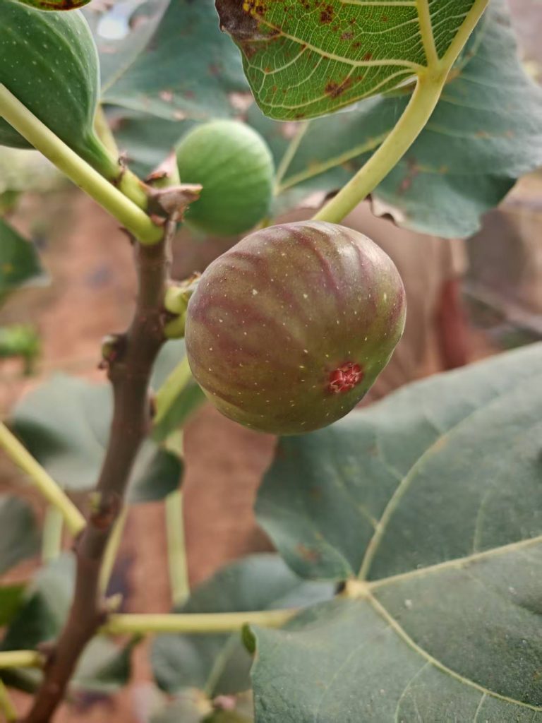 小果迷-种植爱好者交流互动平台