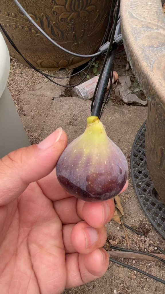 小果迷-种植爱好者交流互动平台