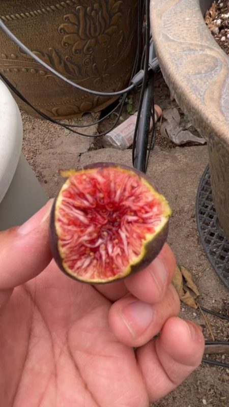 小果迷-种植爱好者交流互动平台