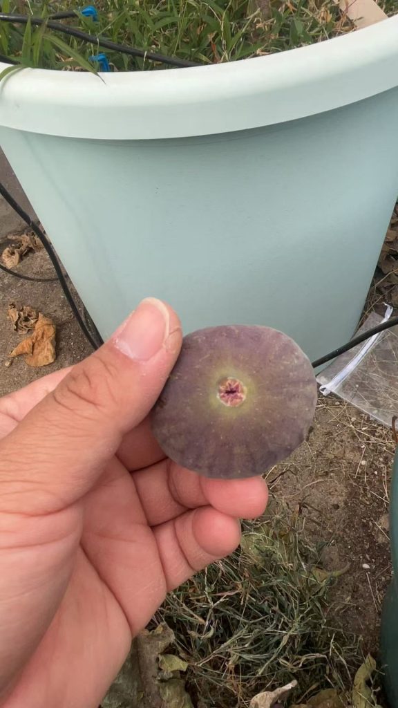 小果迷-种植爱好者交流互动平台