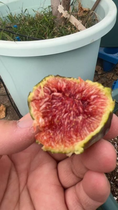 小果迷-种植爱好者交流互动平台