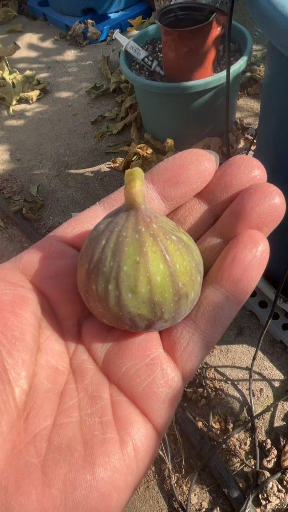 小果迷-种植爱好者交流互动平台