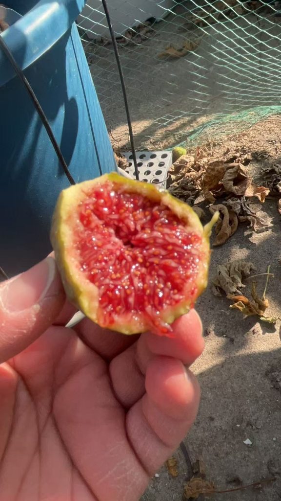 小果迷-种植爱好者交流互动平台