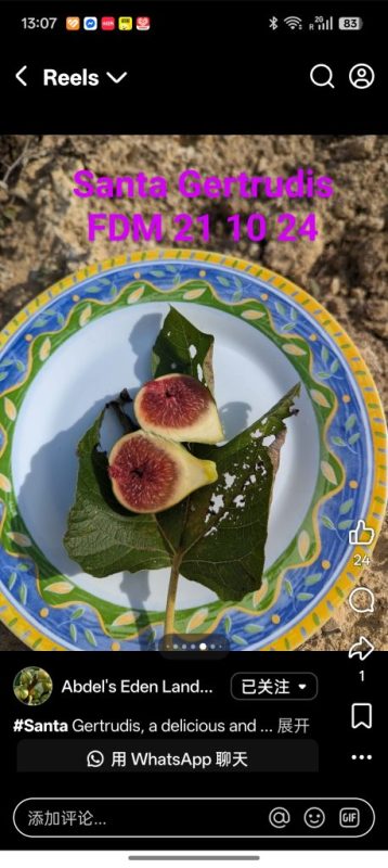 肉牛/圣格特鲁迪斯 Santa Gertrudis(鬼手)-小果迷