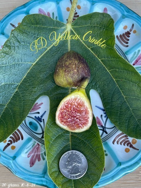 小果迷-种植爱好者交流互动平台