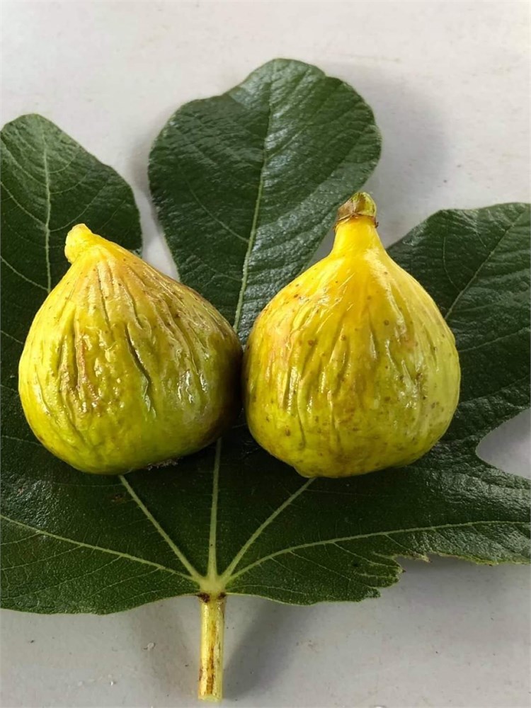 小果迷-种植爱好者交流互动平台