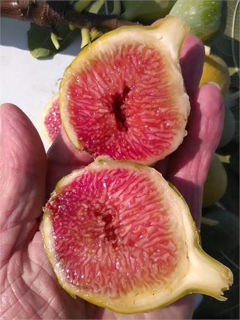 小果迷-种植爱好者交流互动平台