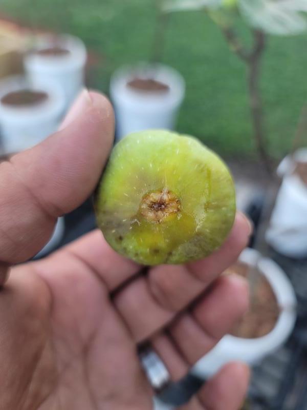 小果迷-种植爱好者交流互动平台