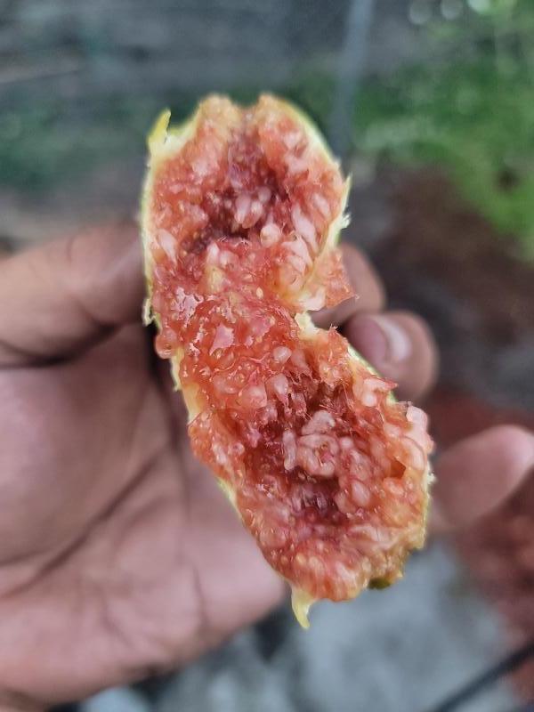 小果迷-种植爱好者交流互动平台