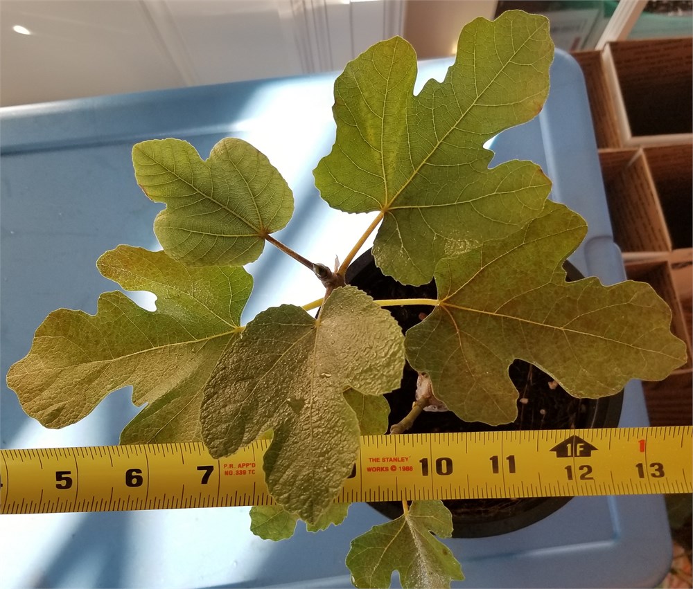 小果迷-种植爱好者交流互动平台