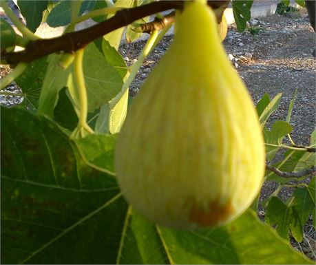 小果迷-种植爱好者交流互动平台