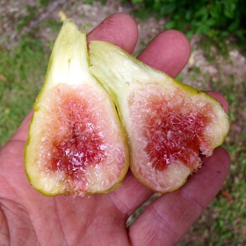 小果迷-种植爱好者交流互动平台