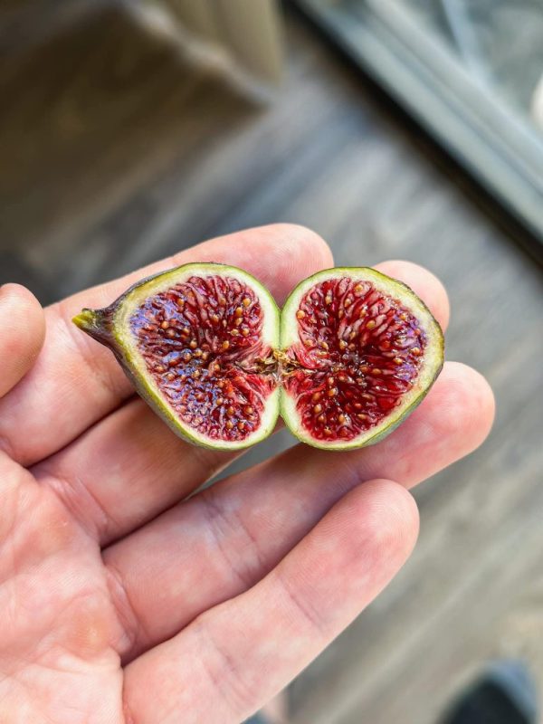 小果迷-种植爱好者交流互动平台