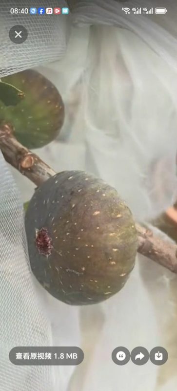 小果迷-种植爱好者交流互动平台