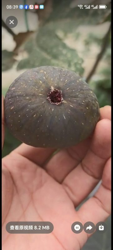 小果迷-种植爱好者交流互动平台