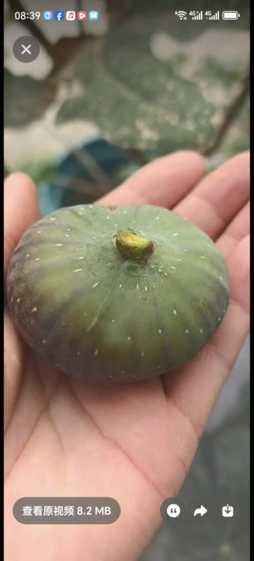 小果迷-种植爱好者交流互动平台