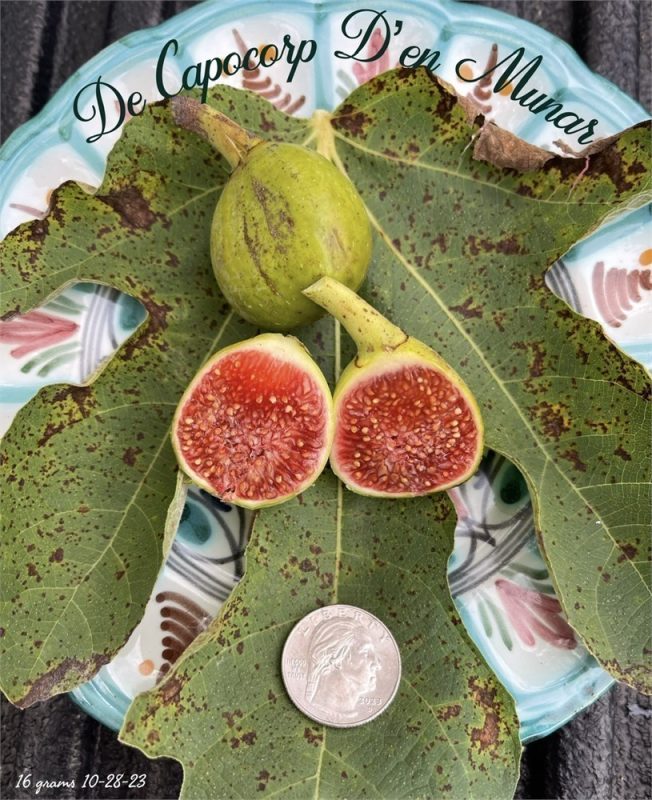 小果迷-种植爱好者交流互动平台