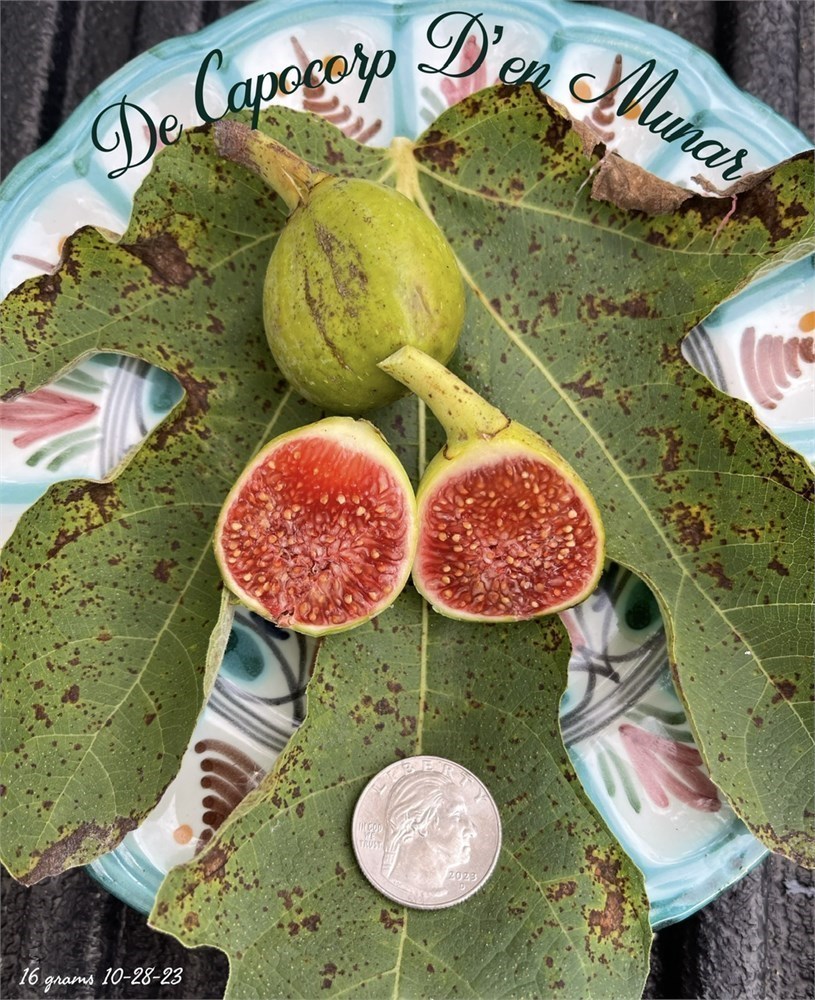 小果迷-种植爱好者交流互动平台