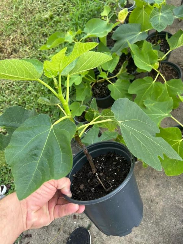 卡波科尔  De Capocorp D’en Munar MP（无所畏惧）-小果迷