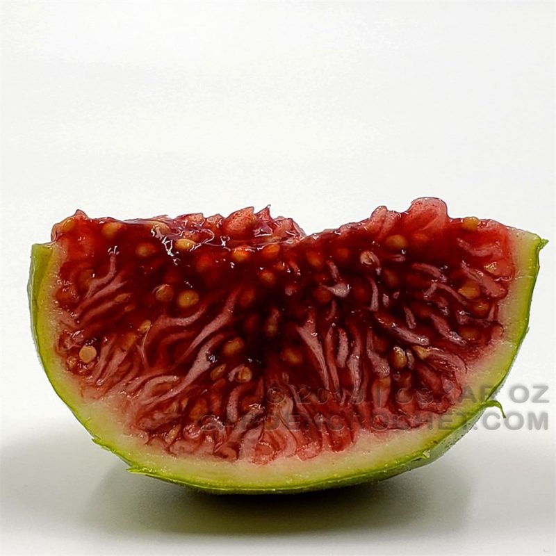 小果迷-种植爱好者交流互动平台