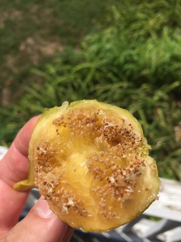 安德鲁雄树/恩德鲁德   Enderud Capri （旺仔）-小果迷