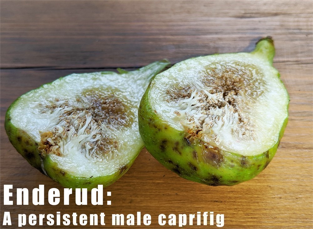 小果迷-种植爱好者交流互动平台