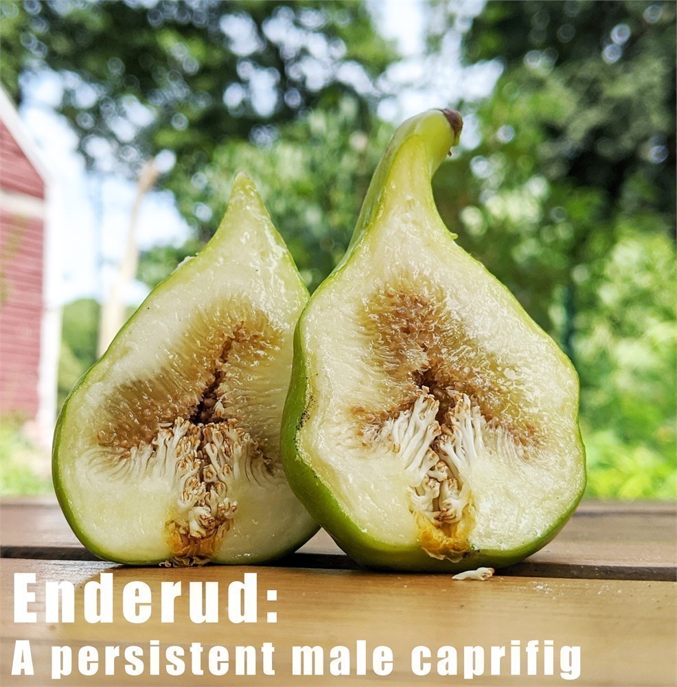 小果迷-种植爱好者交流互动平台