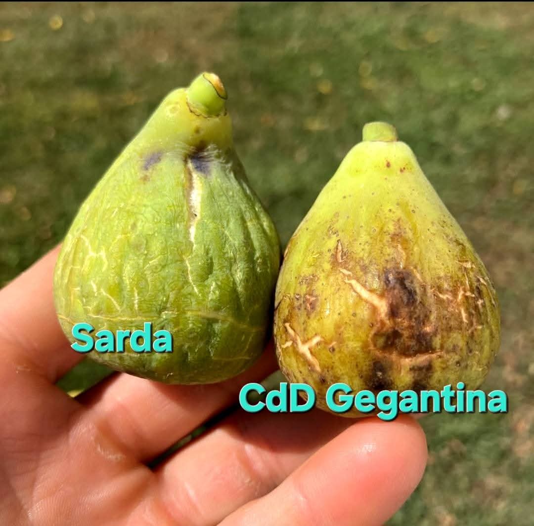 Sarda的变异对比（转自N.M翻译文）-小果迷