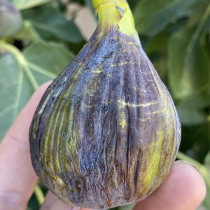 小果迷-种植爱好者交流互动平台