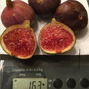 小果迷-种植爱好者交流互动平台