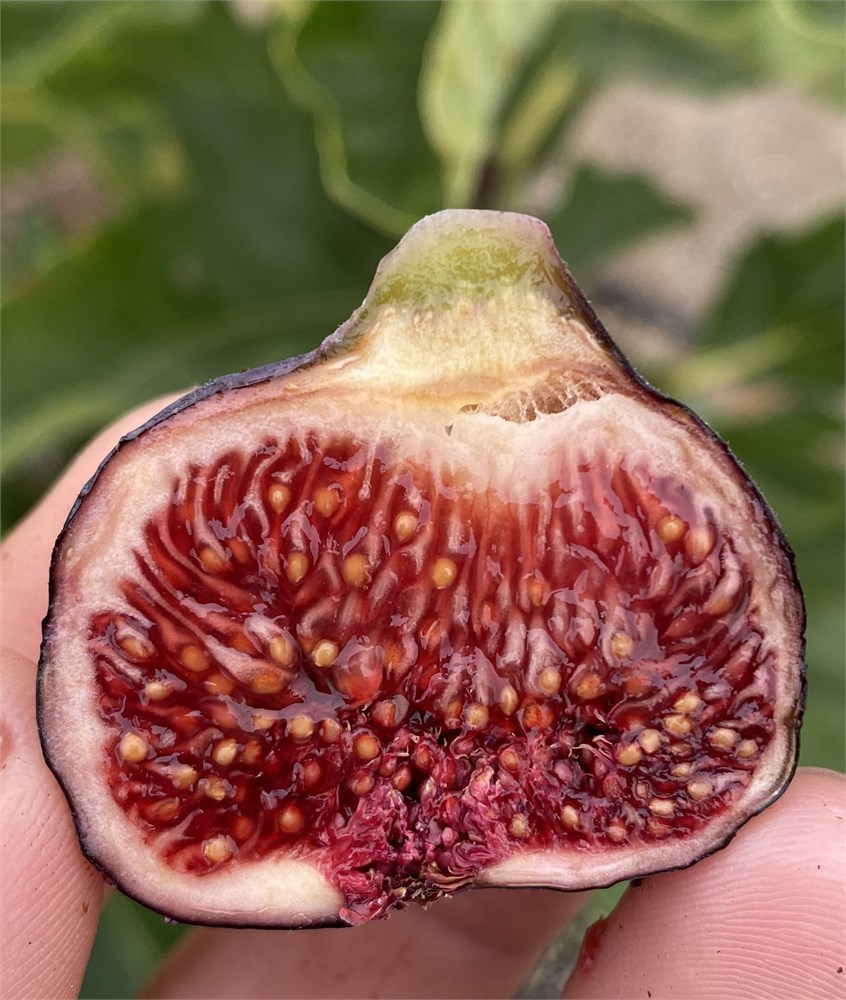 小果迷-种植爱好者交流互动平台