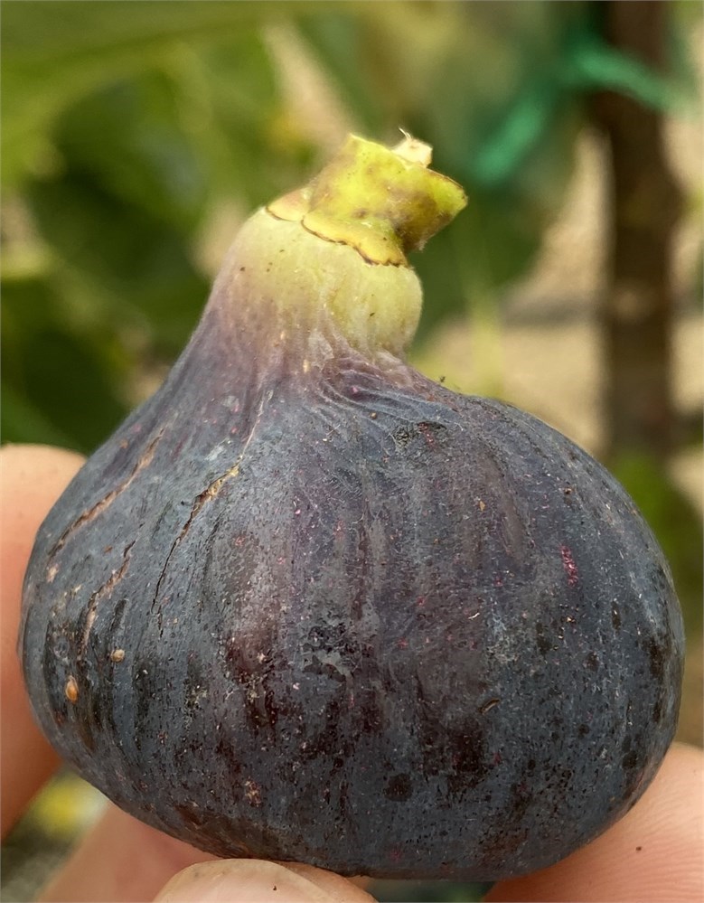 小果迷-种植爱好者交流互动平台