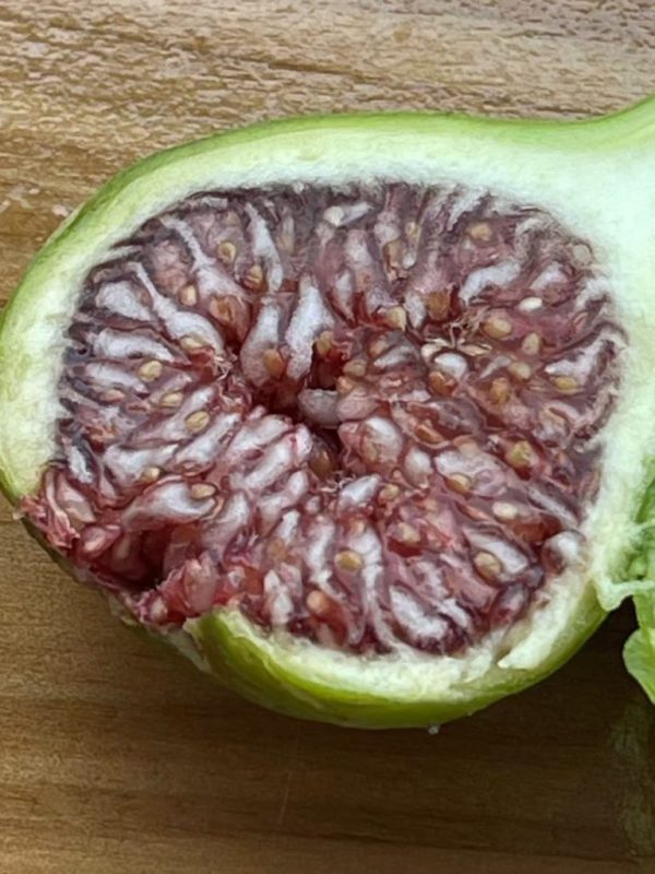 小果迷-种植爱好者交流互动平台