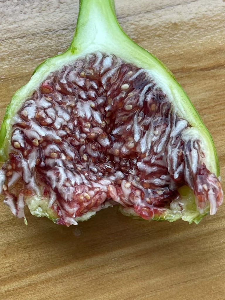 小果迷-种植爱好者交流互动平台