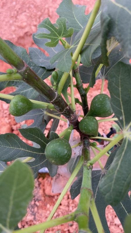 72.比亚迪（越南）/比亚迪乔丹 Byadi（果图来自太原王）-小果迷