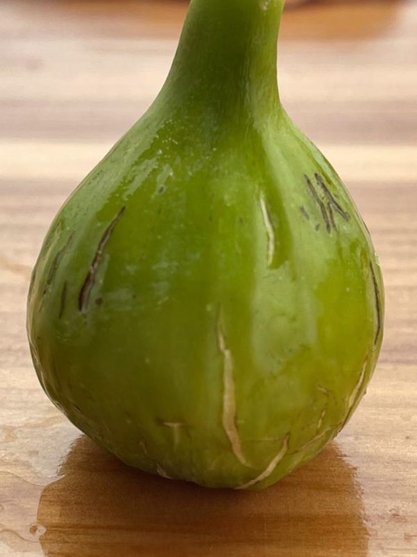 小果迷-种植爱好者交流互动平台