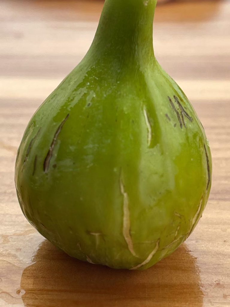 小果迷-种植爱好者交流互动平台