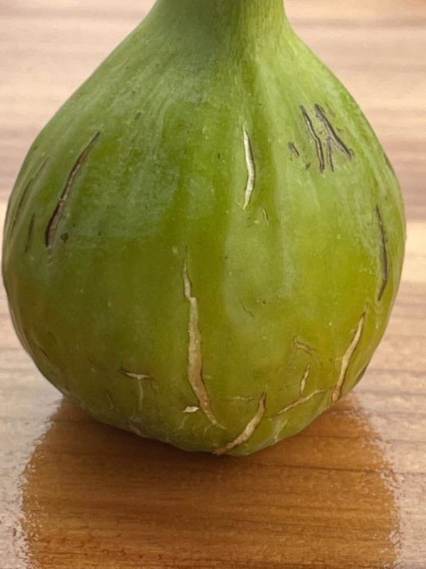 小果迷-种植爱好者交流互动平台