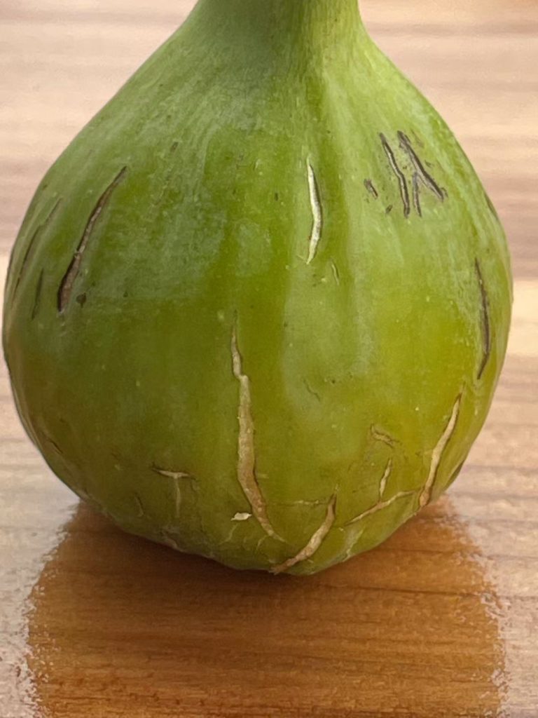 小果迷-种植爱好者交流互动平台