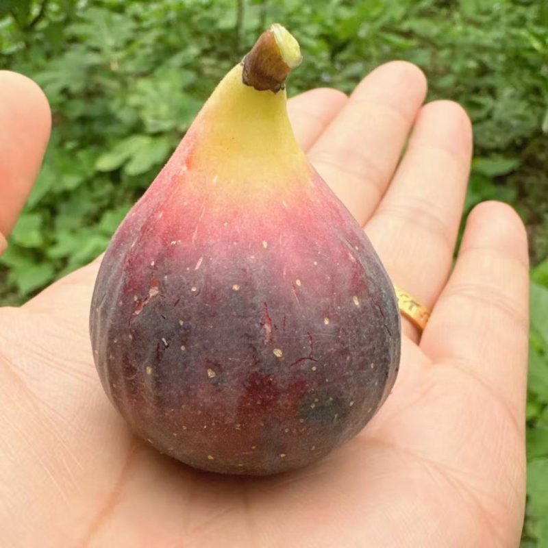 小果迷-种植爱好者交流互动平台