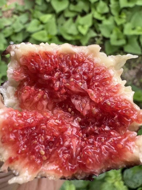 小果迷-种植爱好者交流互动平台