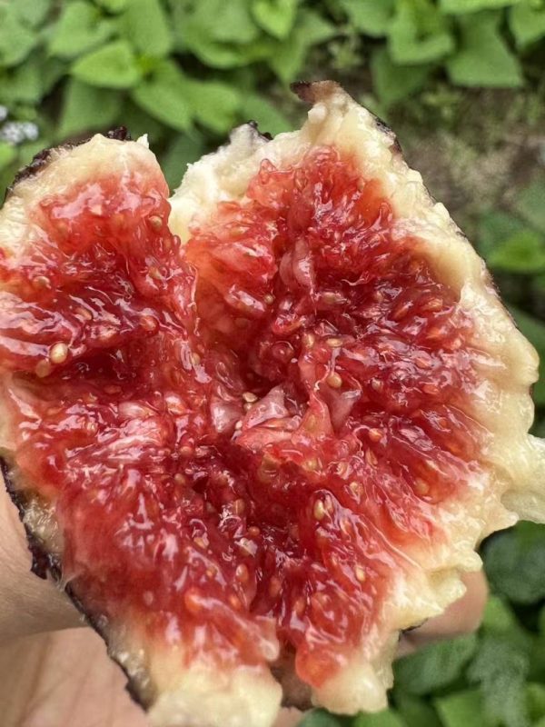 小果迷-种植爱好者交流互动平台