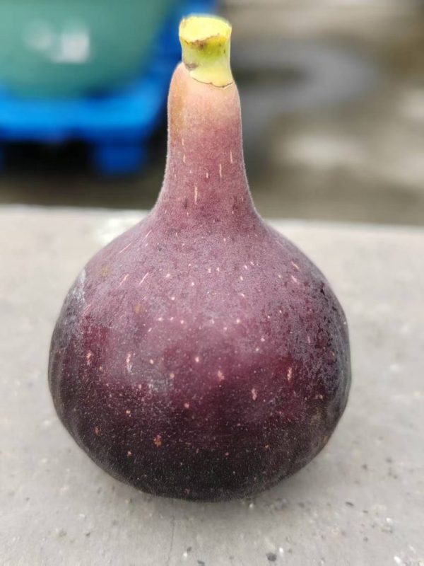 小果迷-种植爱好者交流互动平台