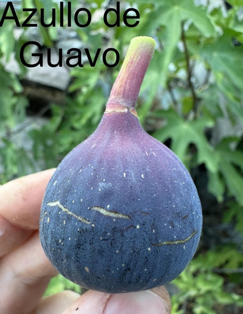 小果迷-种植爱好者交流互动平台