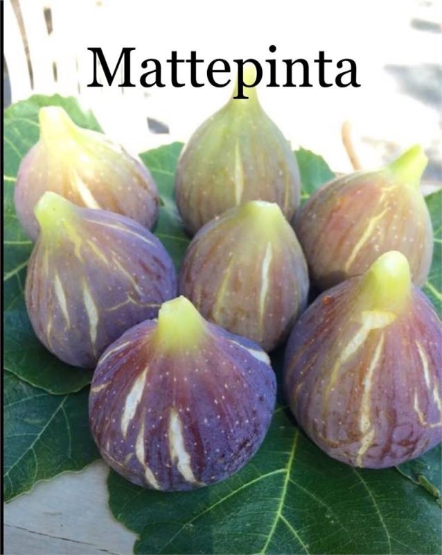 小果迷-种植爱好者交流互动平台