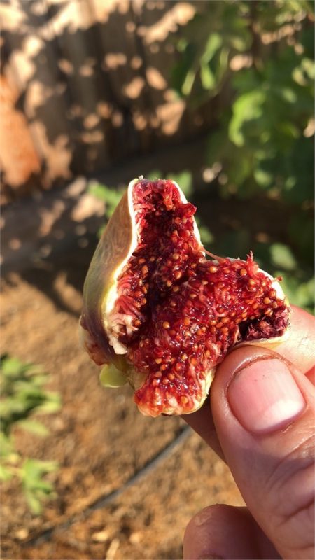 小果迷-种植爱好者交流互动平台